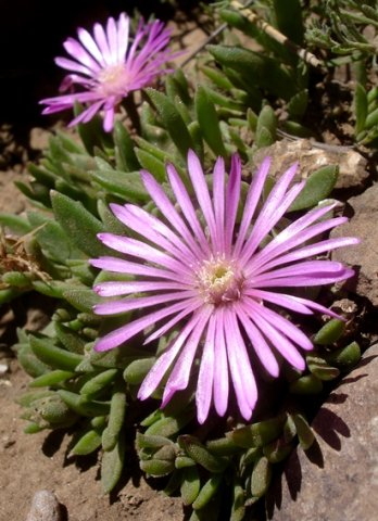 Delosperma obtusum leaves